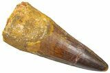 Fossil Spinosaurus Tooth - Real Dinosaur Tooth #361286-1